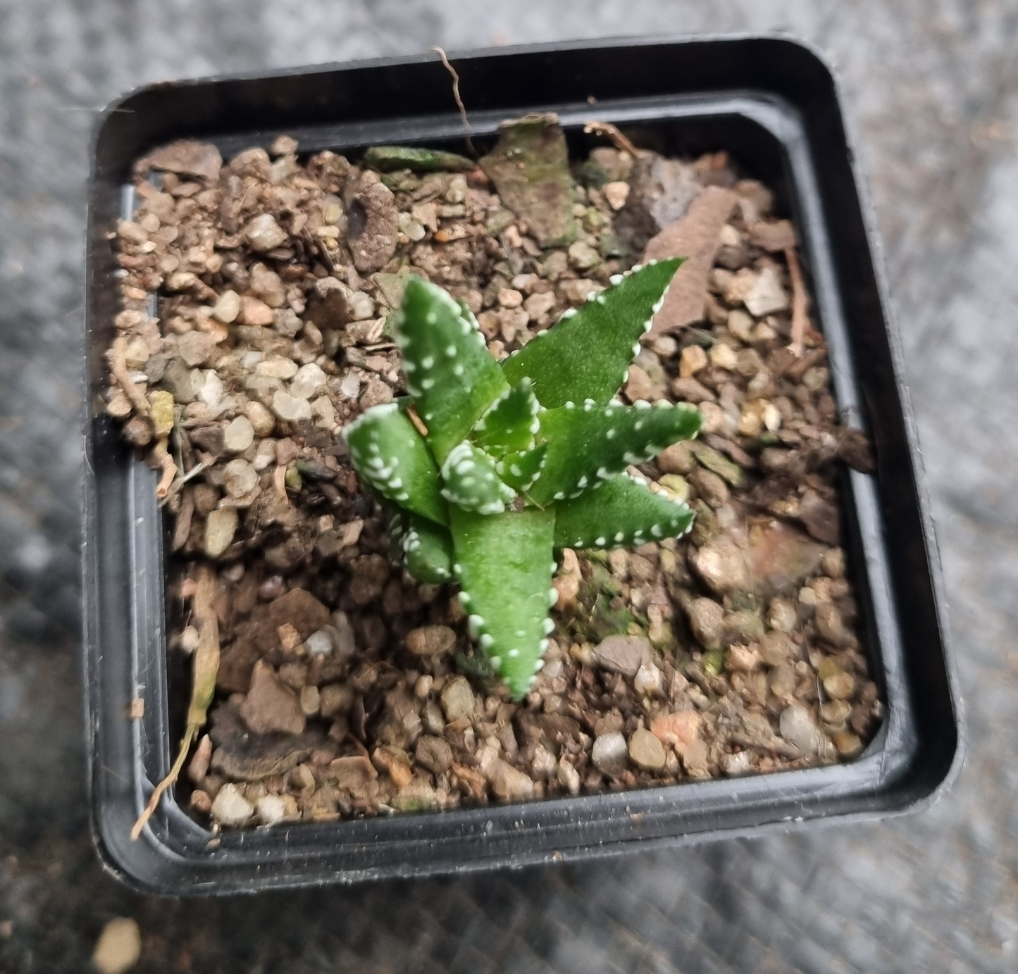 Haworthia (NOID)