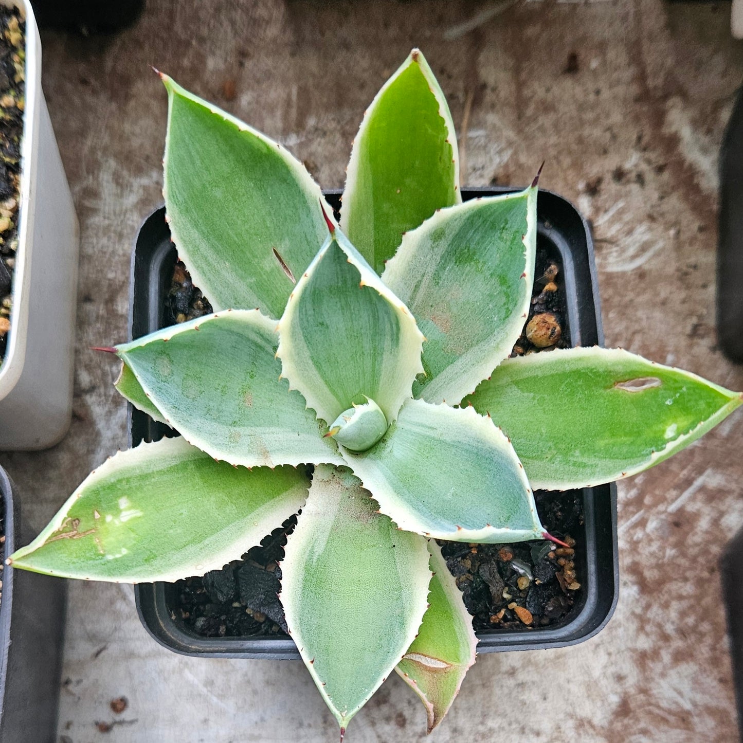 Agave Potatorum Kichijokan - Variegated Sml