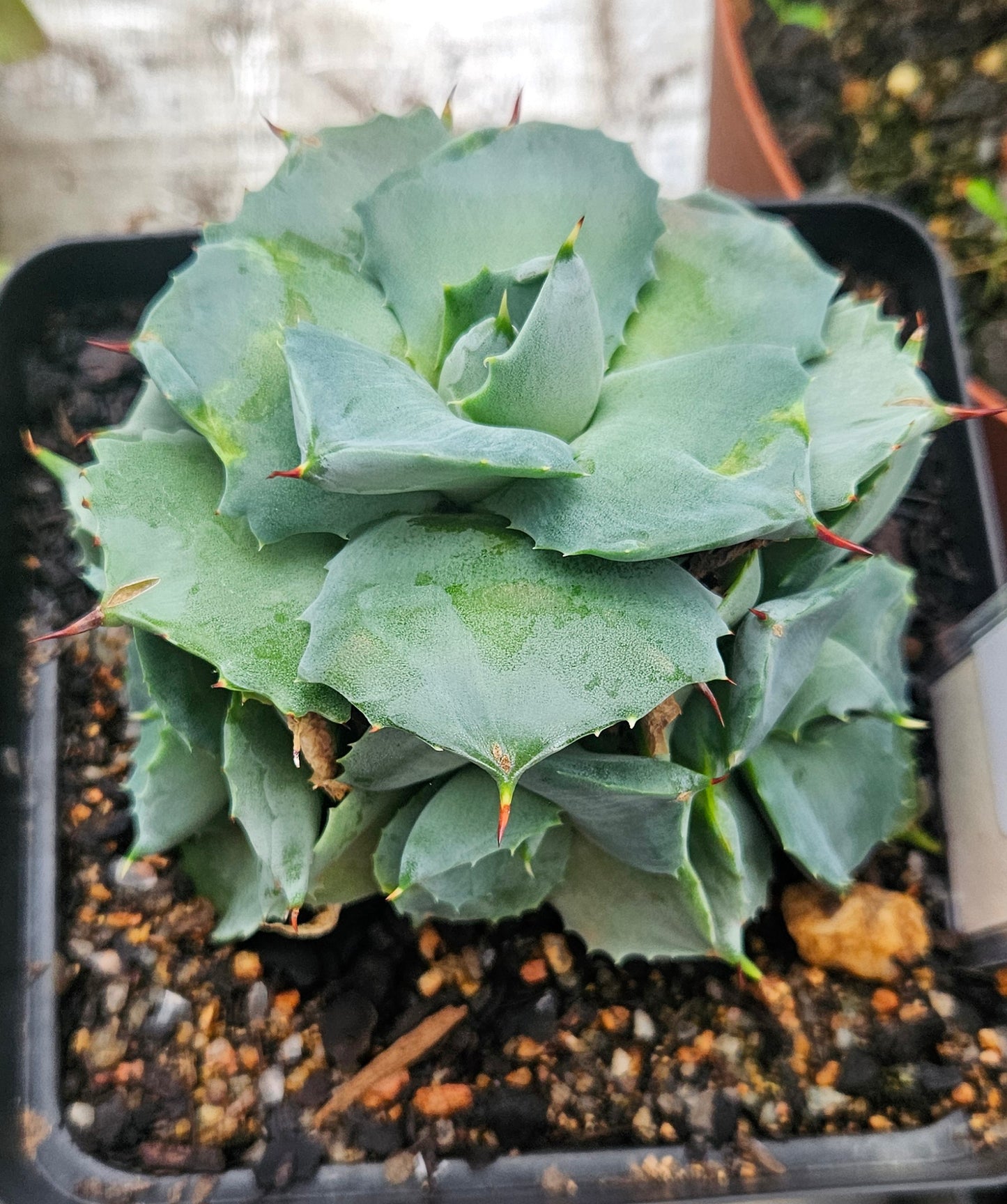 Agave Butterfly