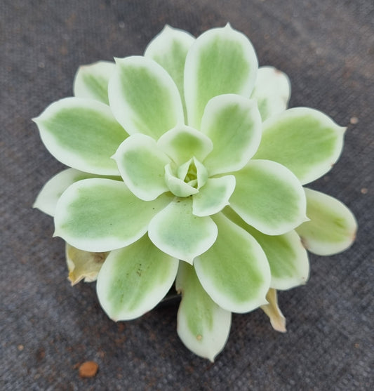 Echeveria Lemon Rose Variegated