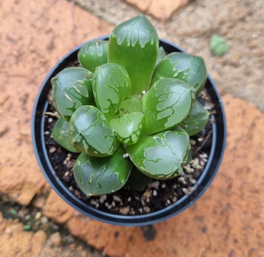 Haworthia Green Flames