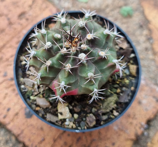 Gymnocalycium Variegated
