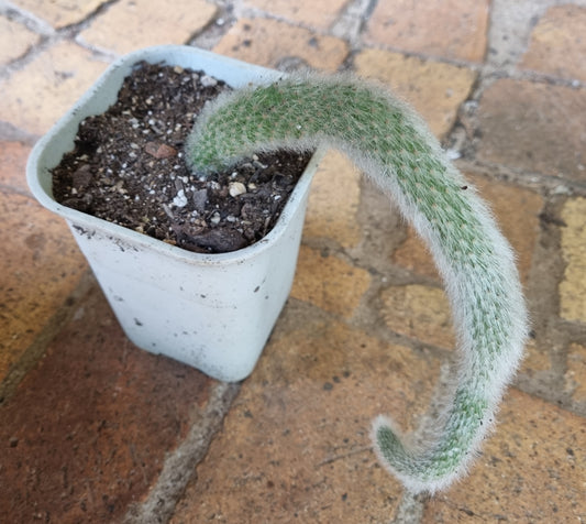 Cleistocactus Monkey Tail 30cm Plus