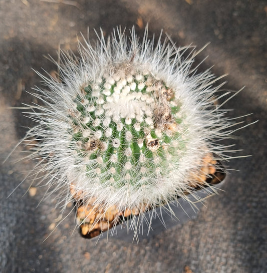 Notocactus Albispinus