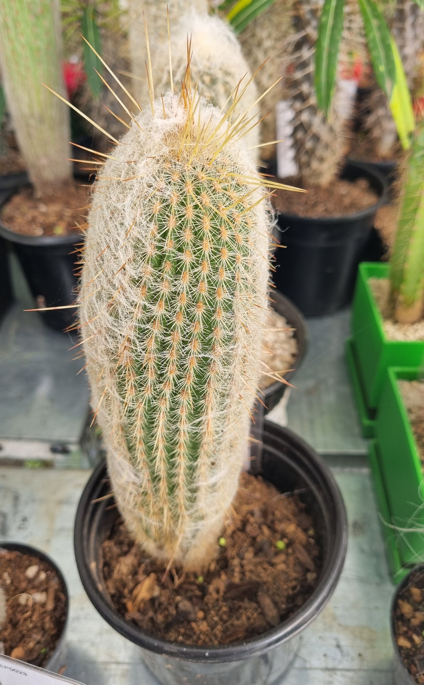 Espostoa Lanata Peruvian Old Man Lrg