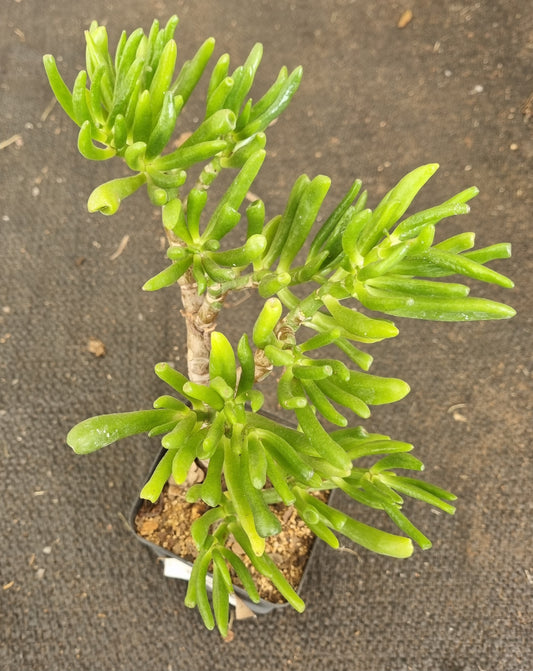 Crassula Ovata Gollum Shrek Ears