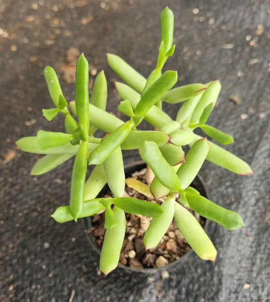 Cotyledon Campanulata