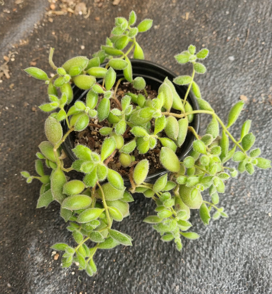 Cotyledon Tomentosa Cat Paw