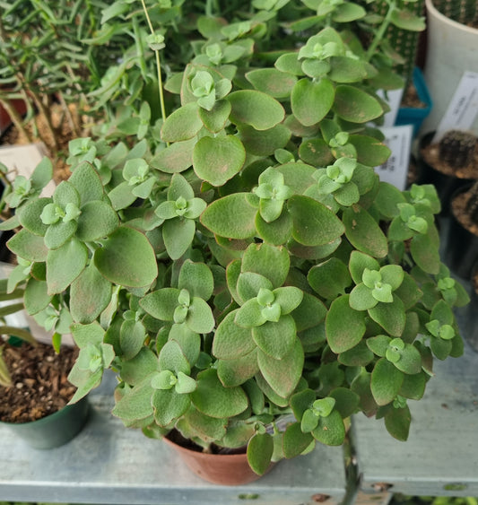 Crassula Cordata Heart-Leaved Crassula