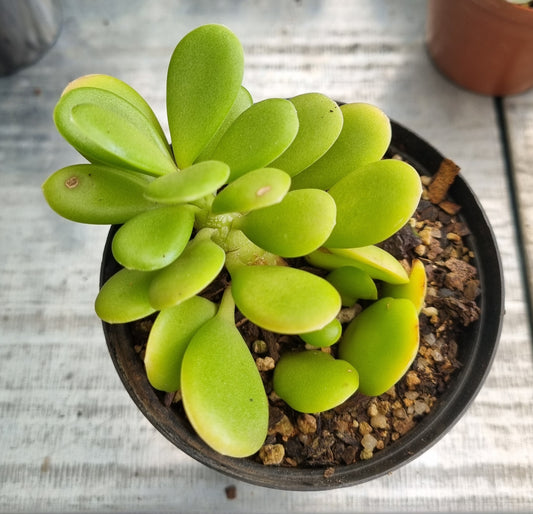 Senecio/Kleinia Trailing Jade