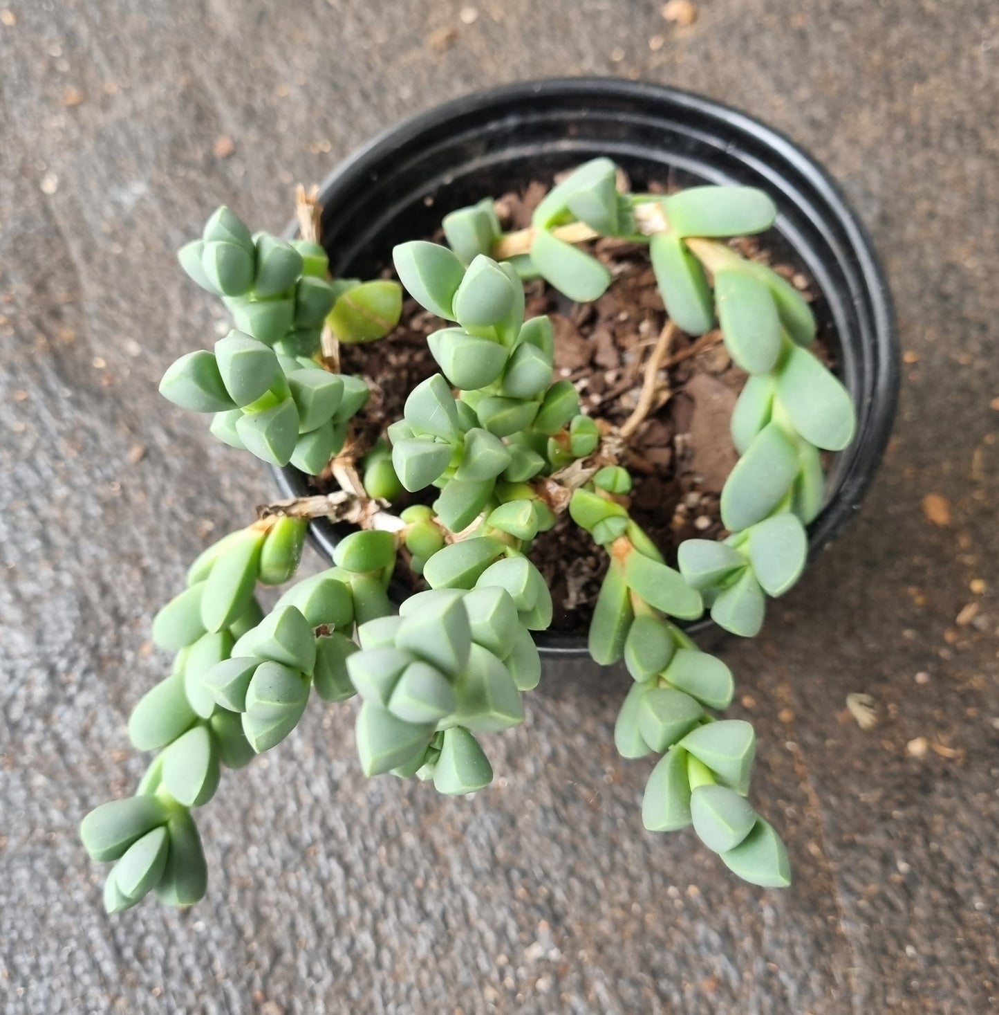 Corpuscularia Lehmannii Ice Plant