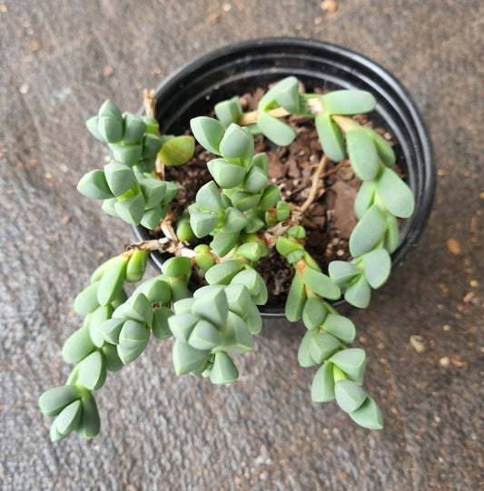 Corpuscularia Lehmannii Ice Plant
