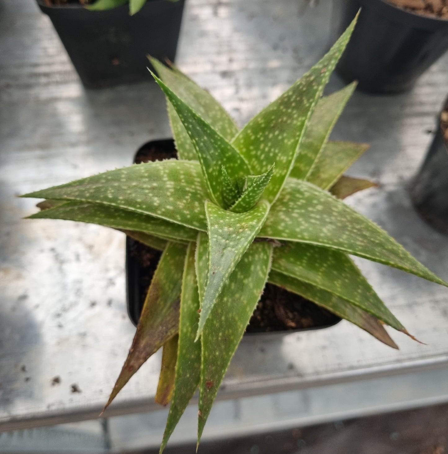 Aloe Hybrid (Lace Aloe)