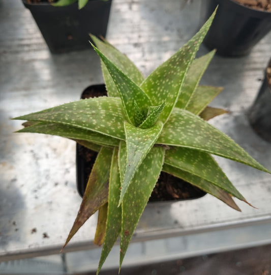 Aloe Hybrid (Lace Aloe)