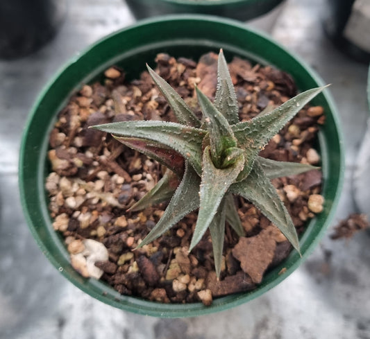 Haworthia Black