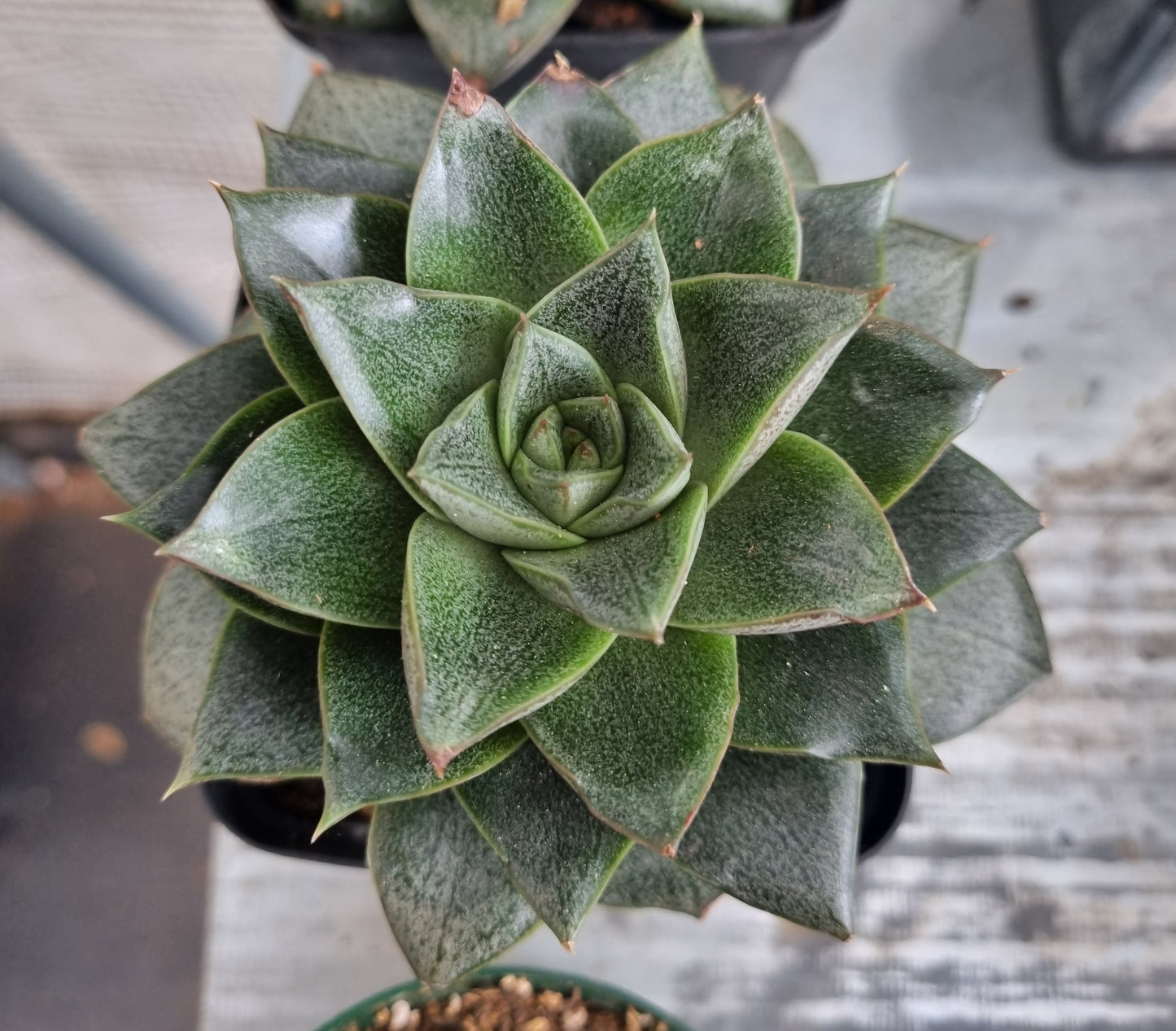 Echeveria Purpusorum Rose of Urbina