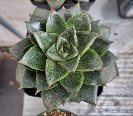 Echeveria Purpusorum Rose of Urbina