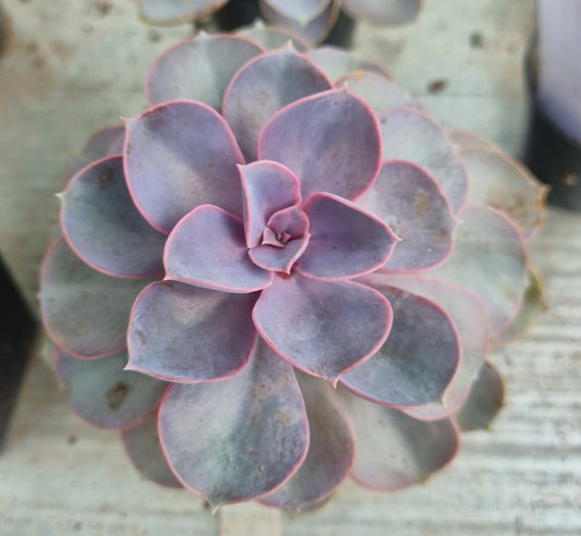 Echeveria Perle Von Nurnburg