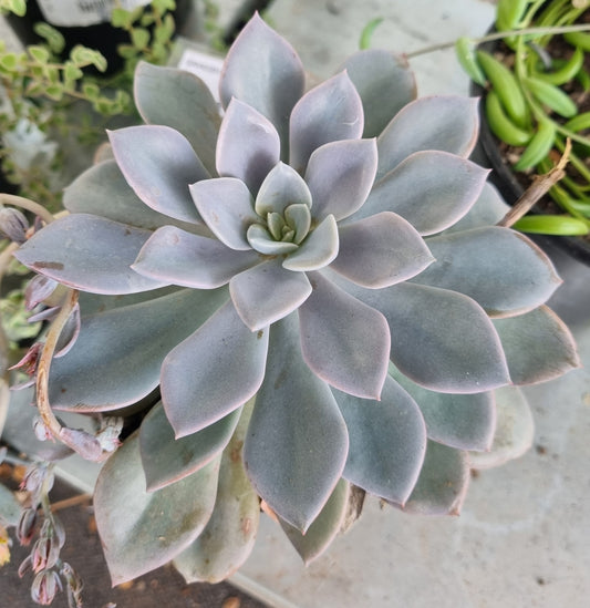 Graptoveria Debbie Hybrid