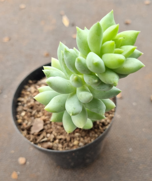 Sedeveria Harry Butterfield (Super Donkey Tail)
