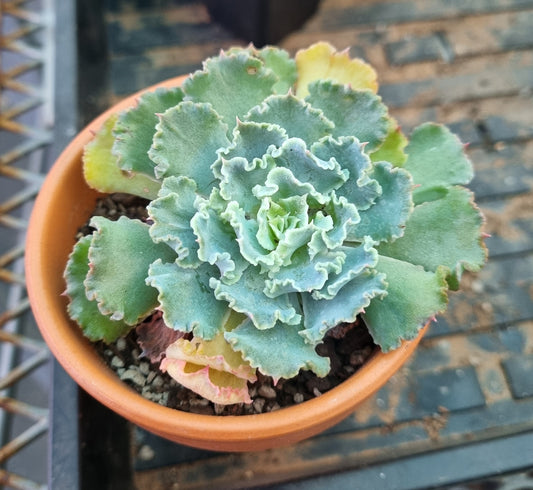 Echeveria Frills