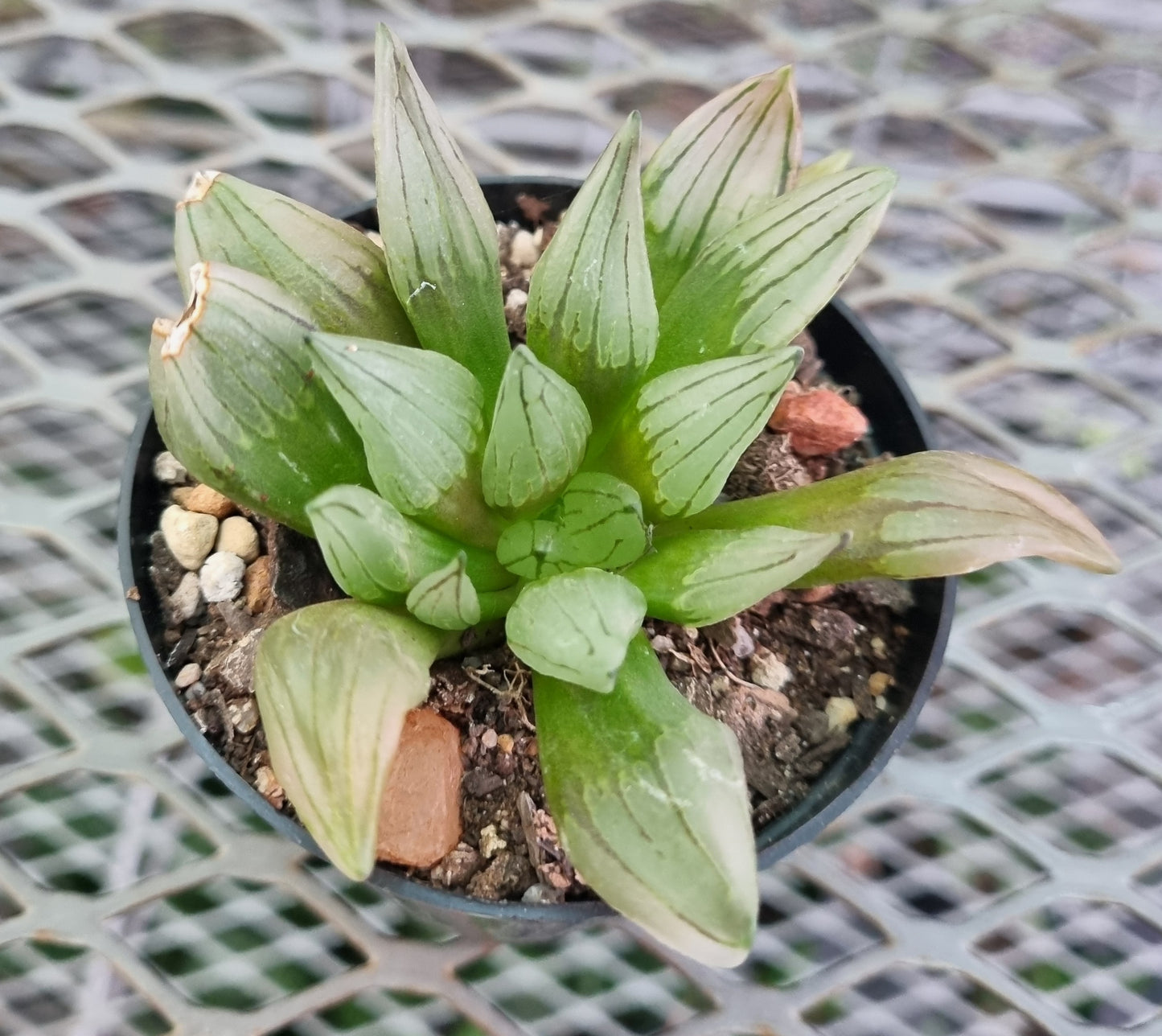 Haworthia Atrofusa Watermelon