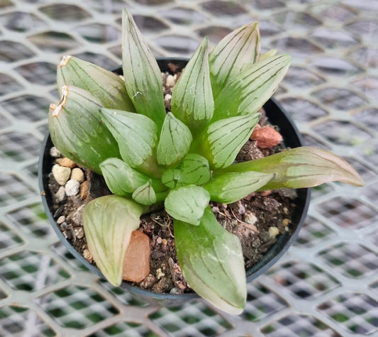 Haworthia Atrofusa Watermelon