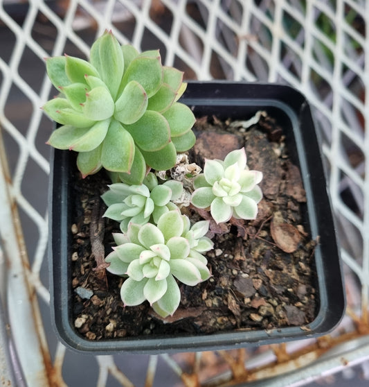 Echeveria Subsessilis