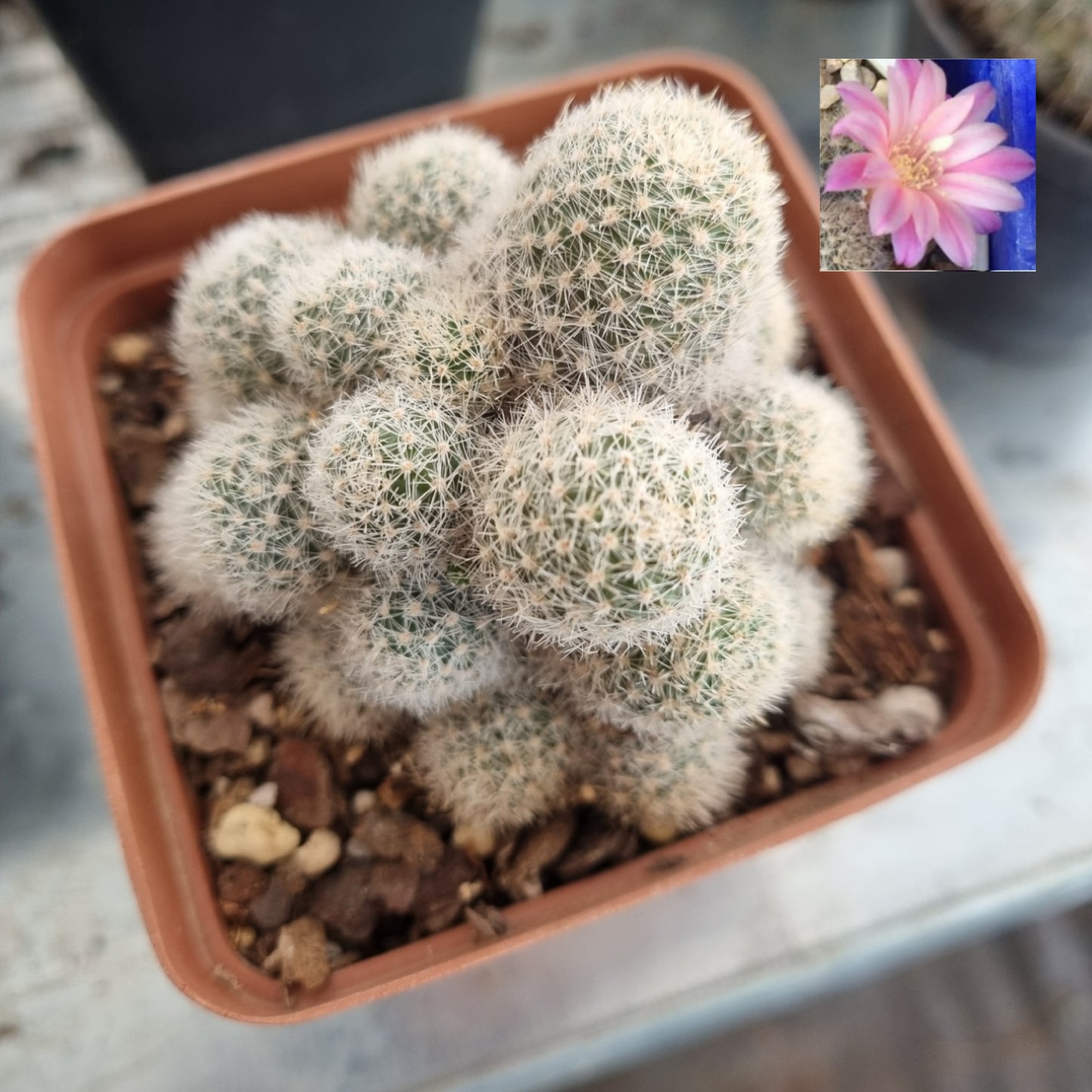 Rebutia Carnival