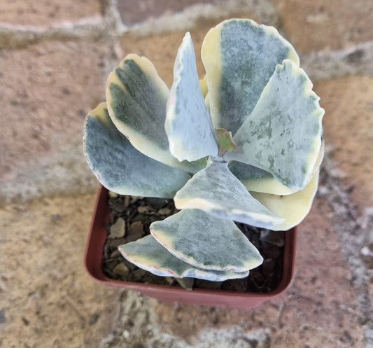 Cotyledon Undulata Variegated
