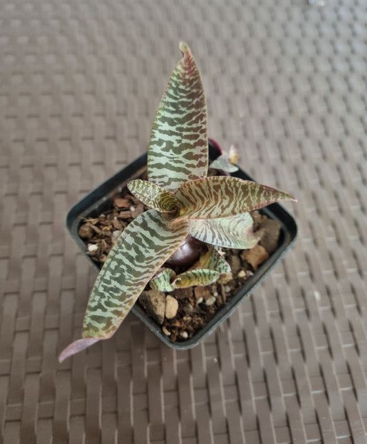 Ledebouria Socialis