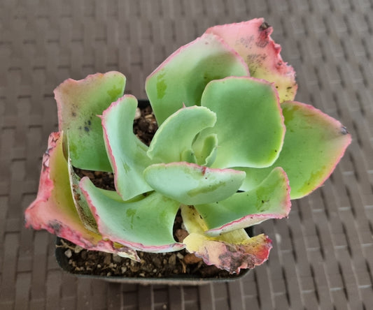 Echeveria Can-Can