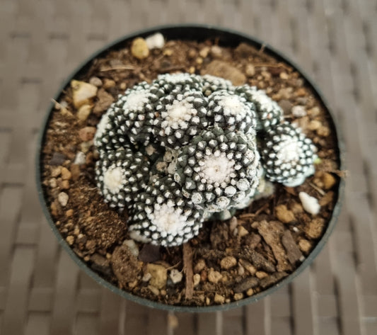 Copiapoa Tenuissisima + Pups