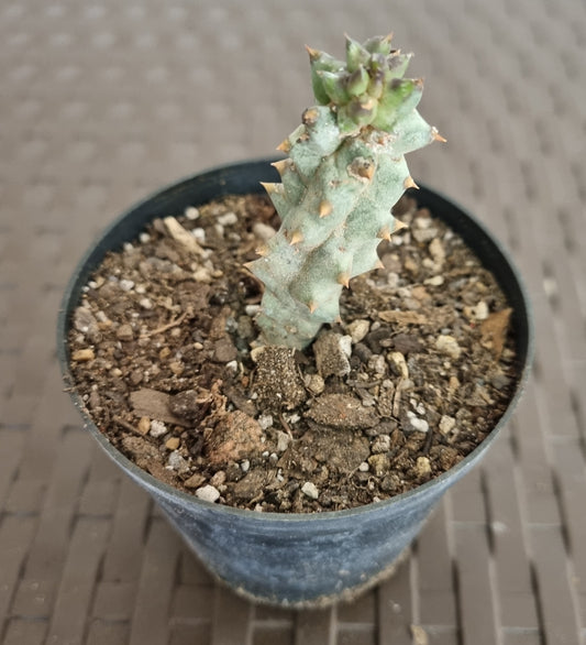 Stapeliad Quaqua Mammillaris