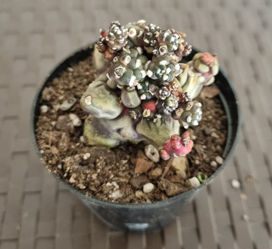 Gymnocalycium Transformer