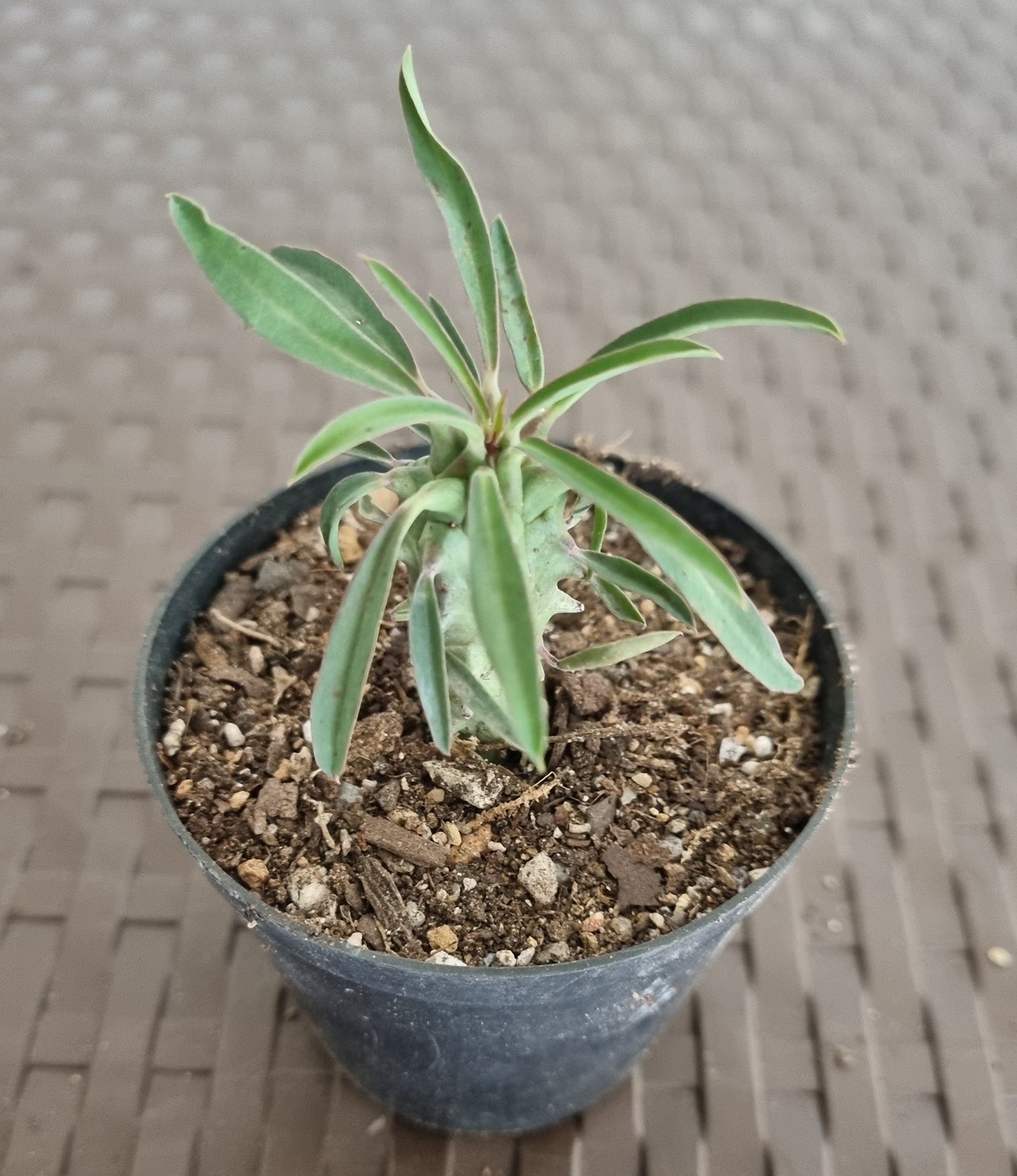 Euphorbia Clandestina