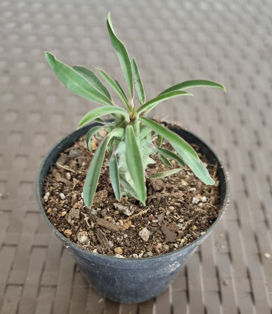Euphorbia Clandestina