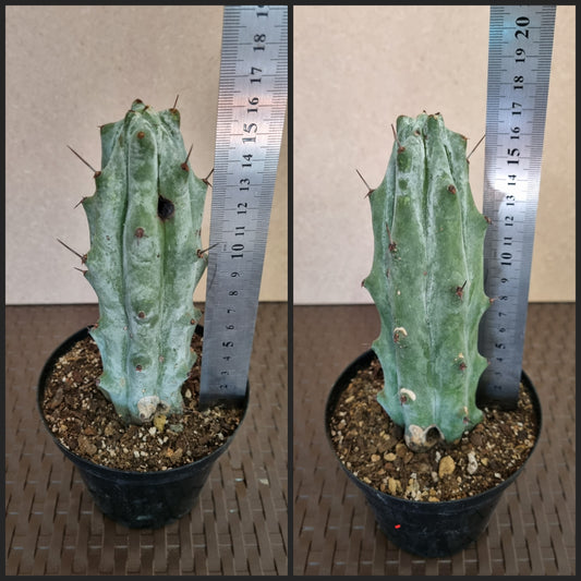 Stenocereus Beneckei