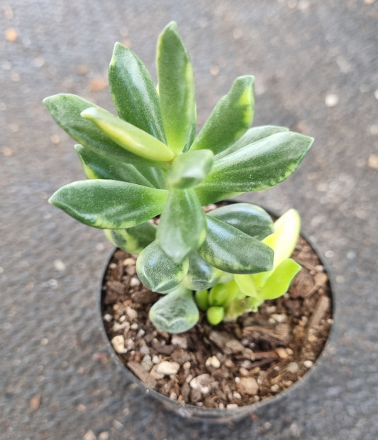 Adromischus Hemisphaericus Variegated