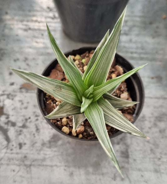 Haworthiopsis X Tortuosa Silver Variegated