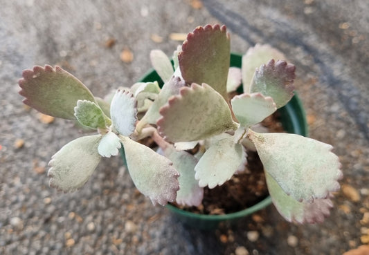 Kalanchoe Pumila