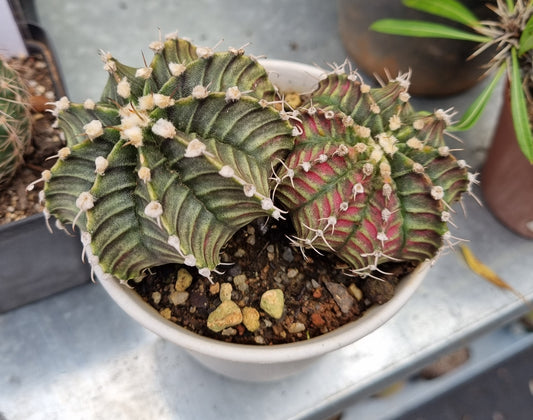 Gymnocalycium Friederichii Double