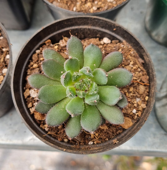 Echeveria Conchita Scorpio
