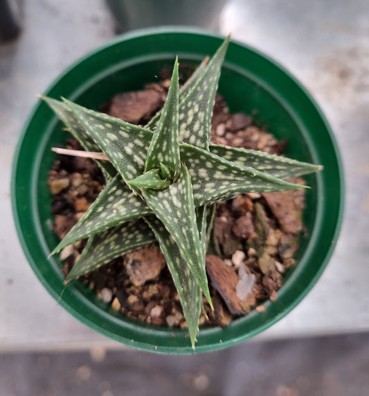 Aloe Descoingsii