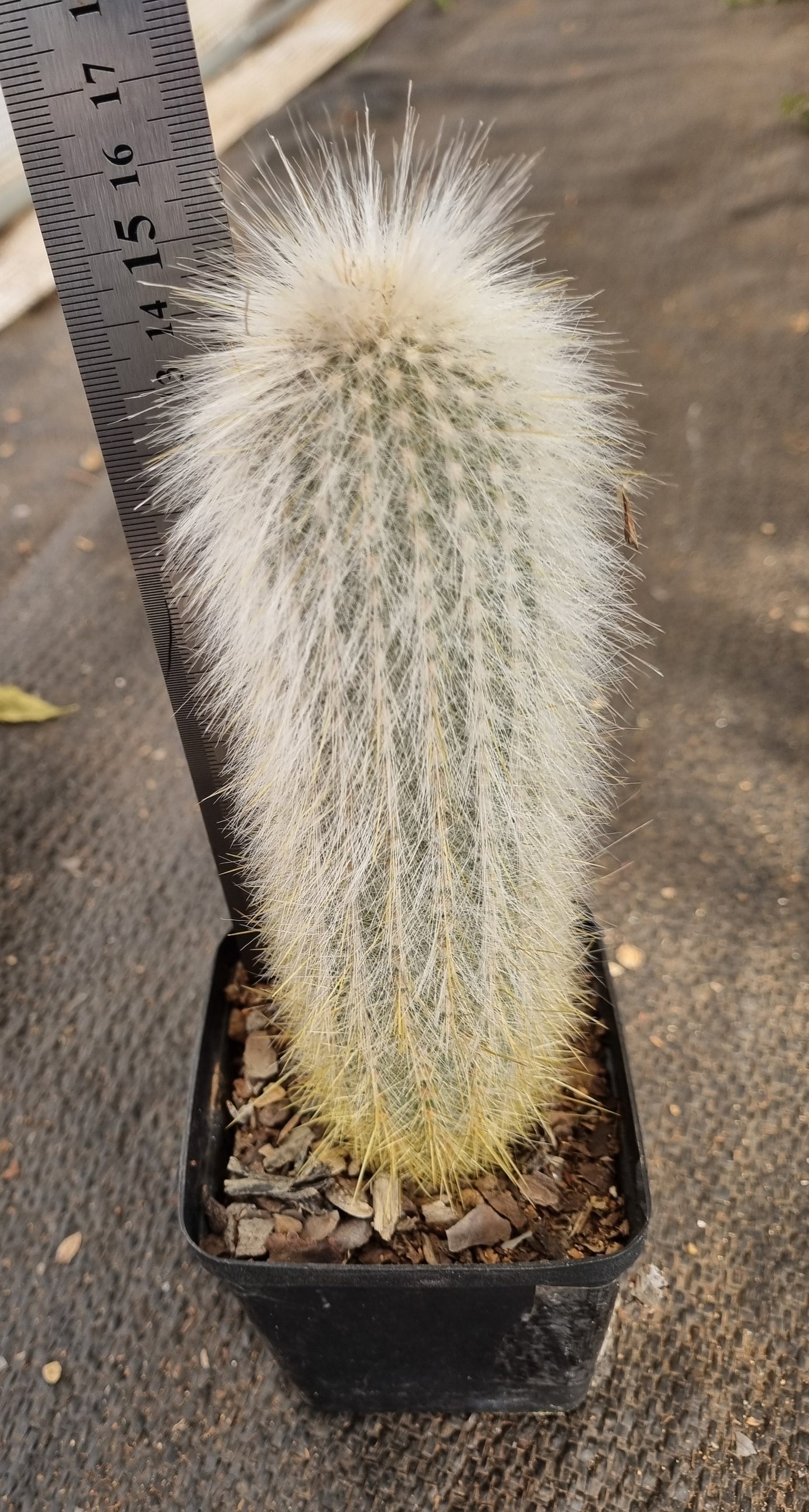 Cleistocactus Silver Torch
