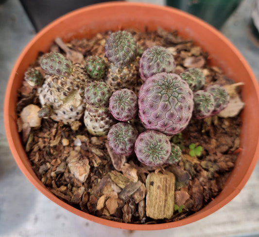 Sulcorebutia Rauschii Cluster
