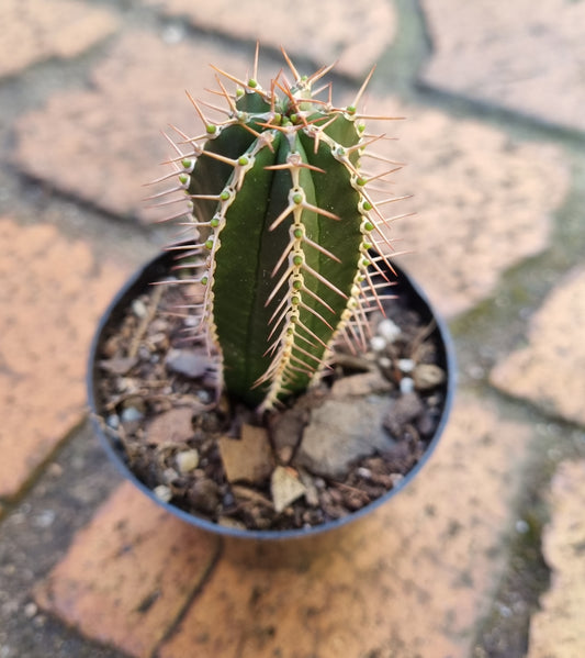 Euphorbia Echinus