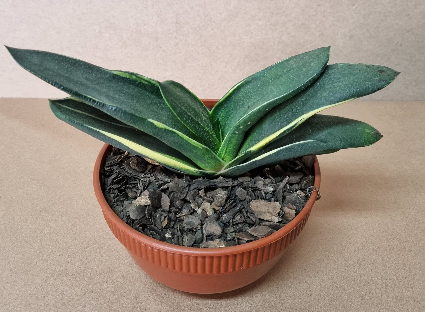 Gasteria Alba Marginata