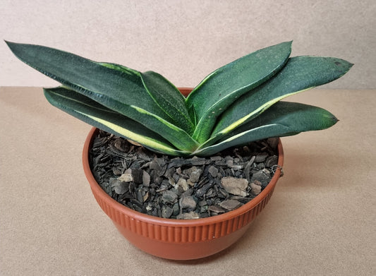 Gasteria Alba Marginata