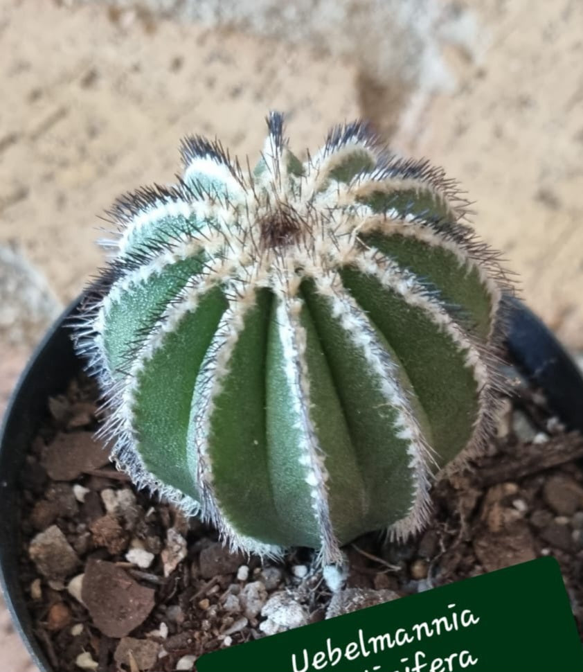 Uebelmannia Pectinifera